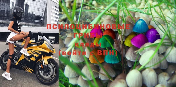 прущие грибы Богородицк